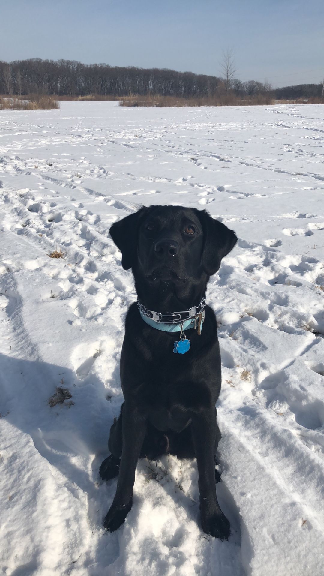The Times Cutest Pets of Winter 2018
